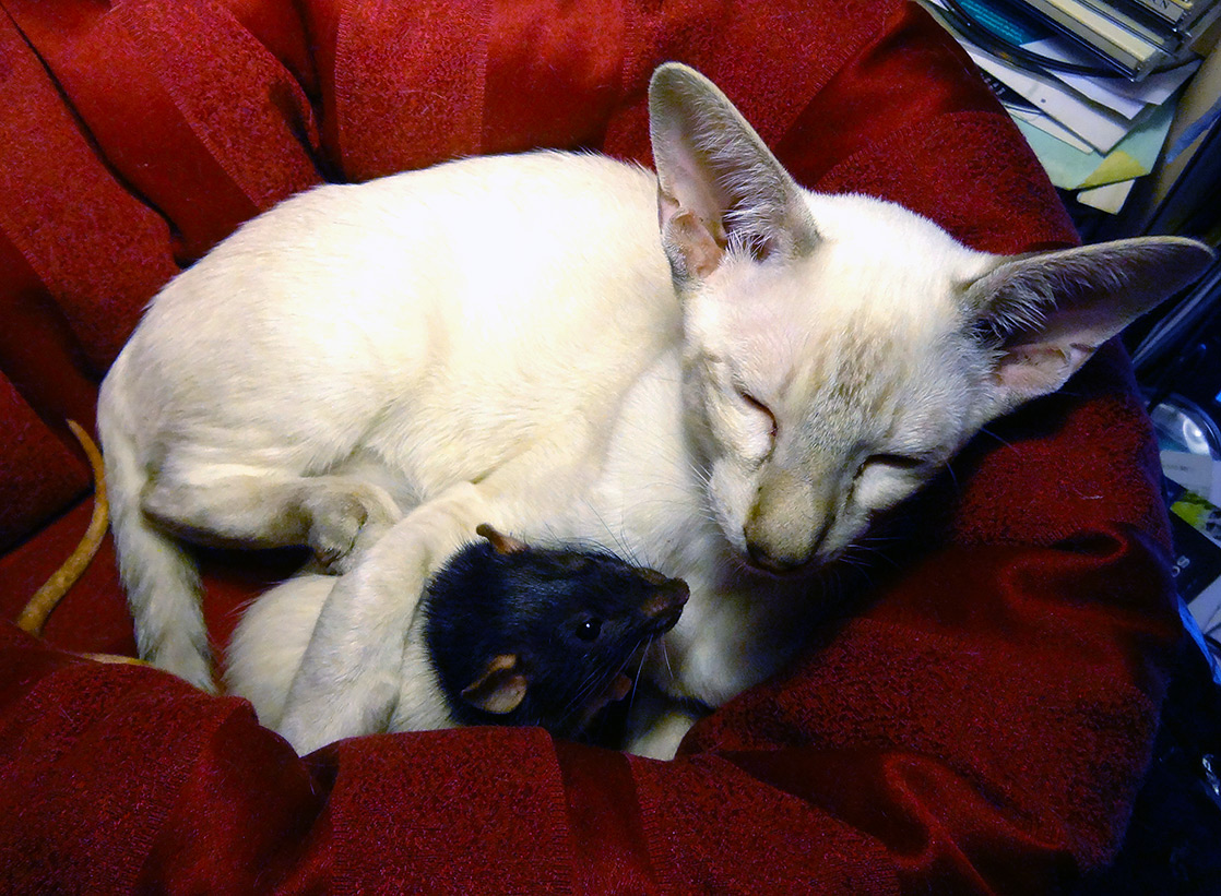 Et dejligt sovedyr [Advarsel: Kat kat med rotte] - Foto og video - katte - Kattegale